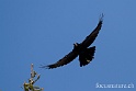 Corbeau 2813